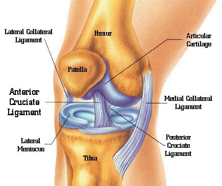 knee-disorder-disability-claim knee disorder disability claim