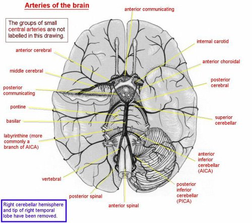 cerebral-atrophy-disability-claim cerebral atrophy disability benefits claim