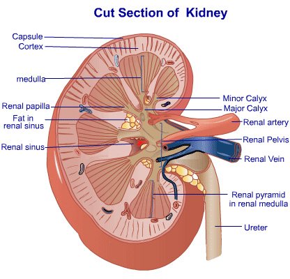 kidney disease insurance benefits