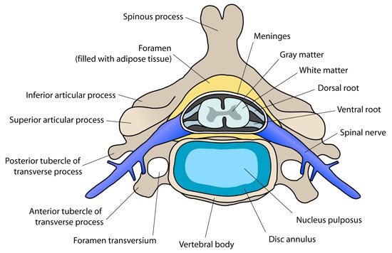 cervical